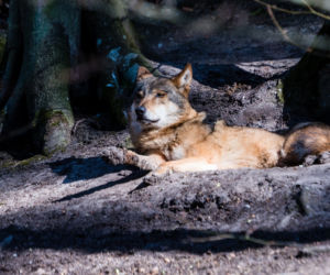 Koronawirus w Trójmieście. Zwierzęta z zoo tęsknią za ludźmi