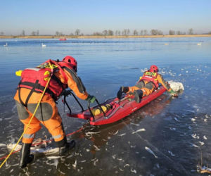 Makabryczny widok nad jeziorem! 50 martwych łabędzi. Wiadomo, co je zabiło