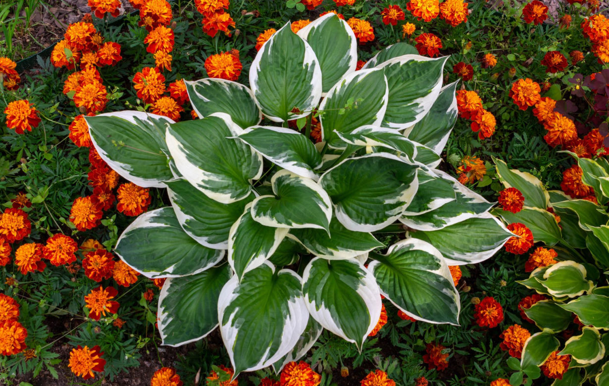 Bylina do cienia - funkia (Hosta)