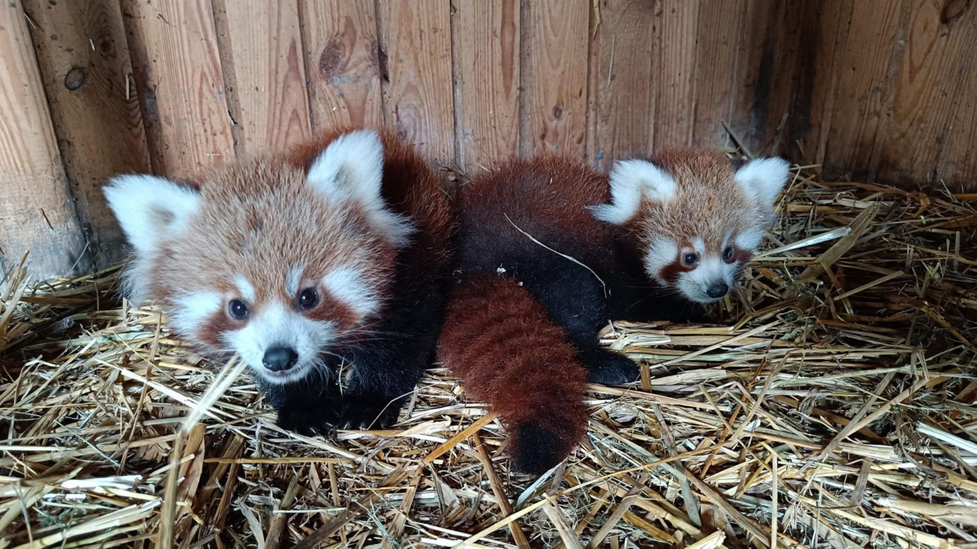 Powitajmy dwóch nowych mieszkańców toruńskiego ogrodu zoobotanicznego!