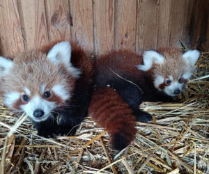 Powitajmy dwóch nowych mieszkańców toruńskiego ogrodu zoobotanicznego!