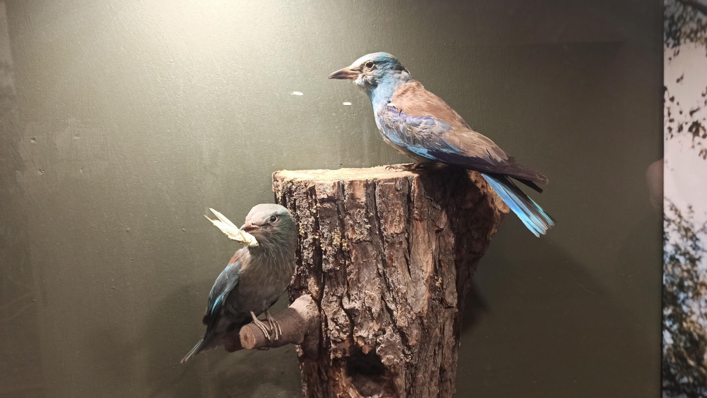 Muzeum Przyrody w Olsztynie. Poznajcie faunę oraz florę Warmii i Mazur