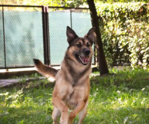 Piękne psy do adopcji ze schroniska Kundelek w Rzeszowie [ZDJĘCIA]
