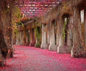 Pergola na różowo