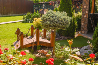 Drzewo do małego ogrodu [Porada eksperta]