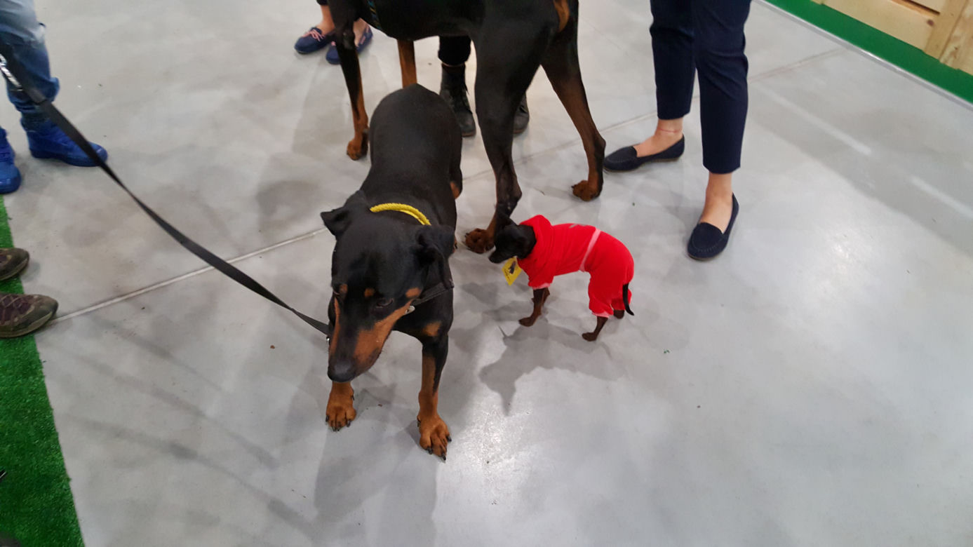 Targi PET EXPO 2019 w Bydgoszczy 