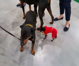 Targi PET EXPO 2019 w Bydgoszczy 