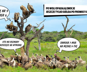 Promocja w Lidlu
