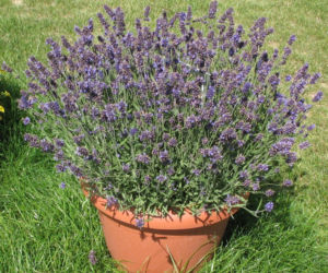 Lawenda wąskolistna  ‘Aromatico’ 
