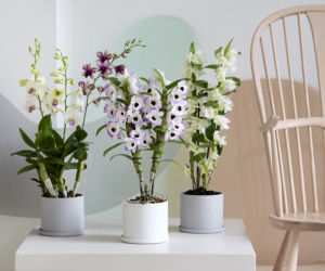Twój storczyk nie kwitnie od miesięcy? Przestań robić te 7 rzeczy, a zasypie Cię kwiatami!