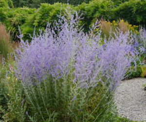 Ta roślina do złudzenia przypomina lawendę. Ma niewielkie wymagania, a z jej uprawą poradzi sobie nawet początkujący ogrodnik
