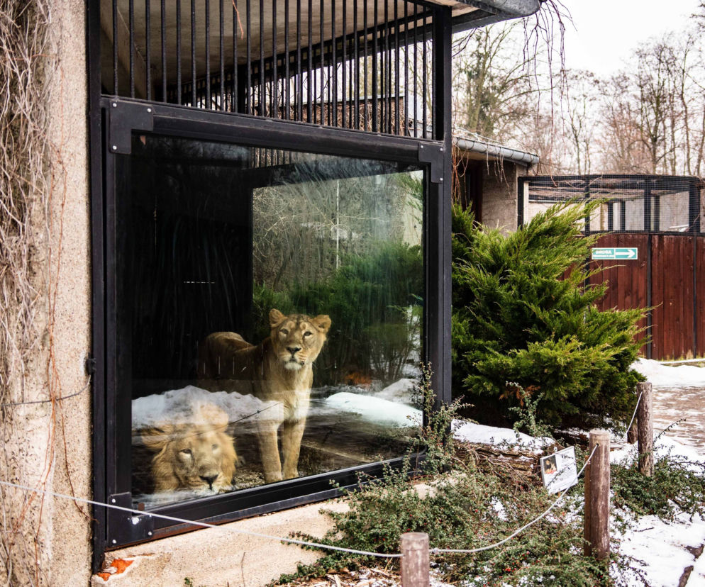 Łódzkie lwy zamieszkaja w zoo w Lublanie
