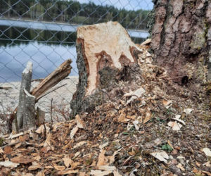 Jezioro Wielkie Oczko ogrodzone płotem. Zwierzęta odcięte od wody. Radny Gdańska: Takiej dewastacji dawno nie widziałem