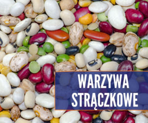 Czego nie może jeść pies? Te rzeczy mogą mu poważnie zaszkodzić! [LISTA]