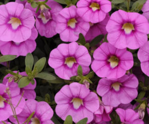 calibrachoa