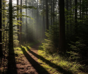 Wilki w Beskidach. Czy 15-latka naprawdę była w śmiertelnym niebezpieczeństwie?