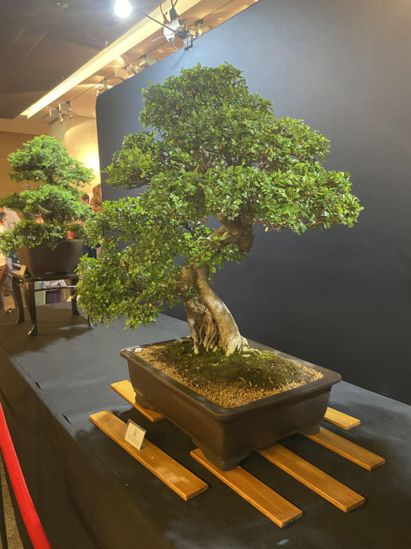 "Potworne Cuda", Światowa Wystawa Orchidei, Bonsai i Sukulentów oraz targi roślin na PGE Narodowym