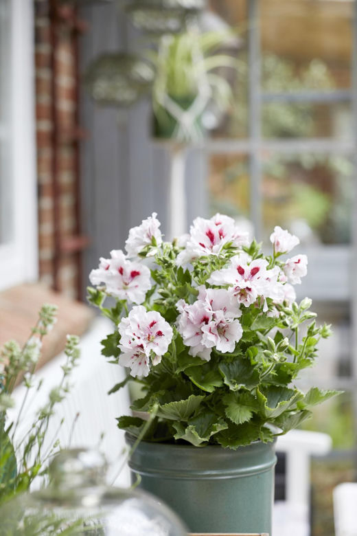 Pelargonia angielska