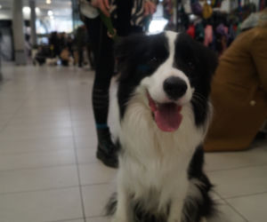 PupiLove Targi w Focus Mall Bydgoszczy [ZDJĘCIA]