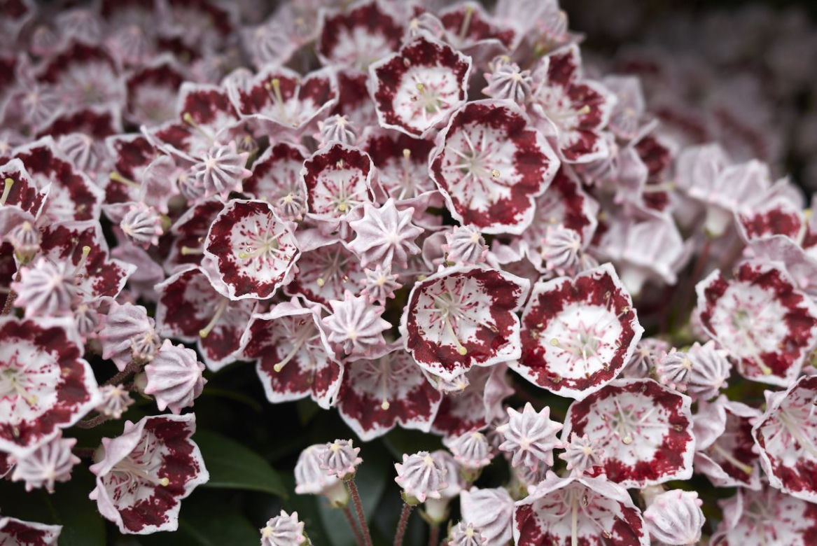Kalmia