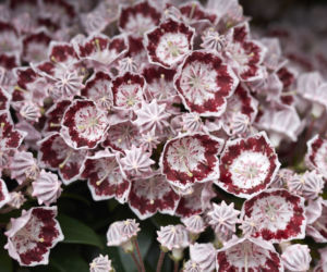Kalmia