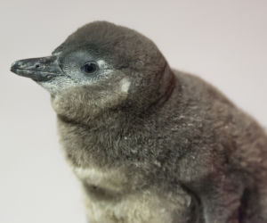 Nowy pingwin we wrocławskim zoo