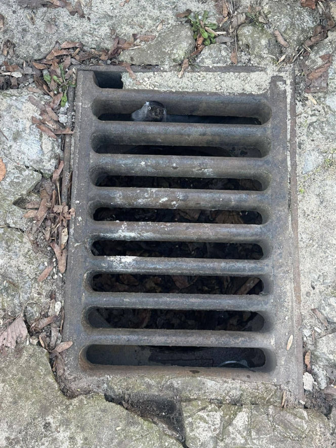 Kawka utknęła pod studzienką. Mieszkańcy i strażnicy ruszyli z pomocą