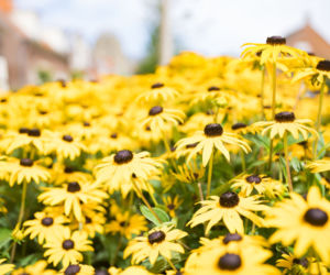Rudbekia dwubarwna