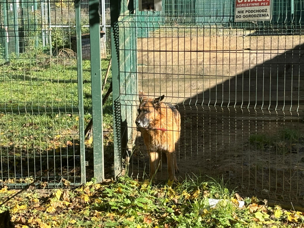 Przygotowania do nadchodzącej zimy. Odwiedziliśmy olsztyńskie Schronisko dla zwierząt [ZDJĘCIA]