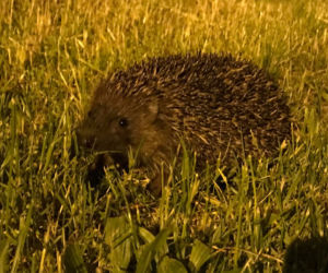 Katowice: Dokąd nocą tupta jeż? Wesoła rodzinka zamieszkała na osiedlu