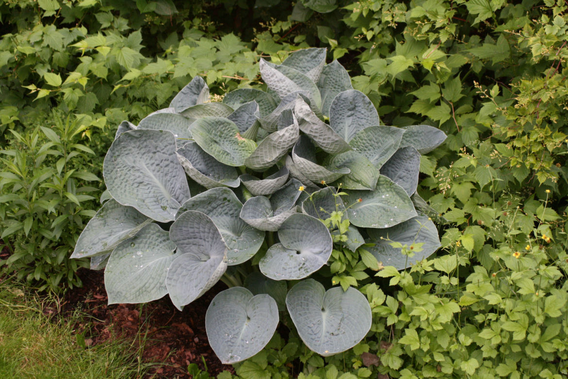 Funkia albiqua 'Drinking Gourd'