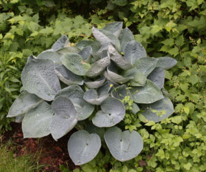 Funkia albiqua 'Drinking Gourd'