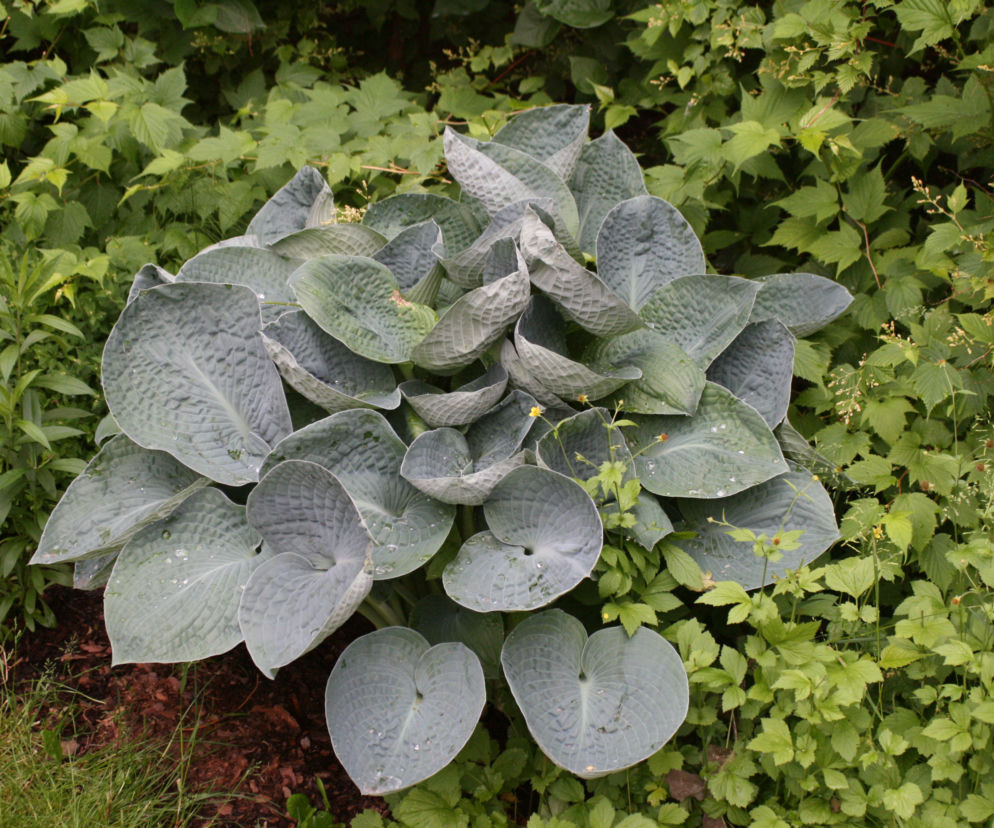 Funkia albiqua 'Drinking Gourd'