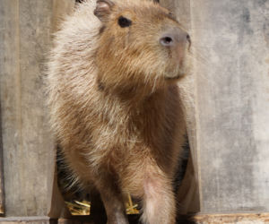 We wrocławskim zoo urodziły się kapibary