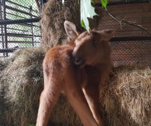 Mała samiczka łosia zgubiła mamę. Schronienie znalazła w bydgoski zoo [ZDJĘCIA, WIDEO]
