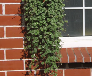 Bluszczyk kurdybanek odmiana 'Variegata'