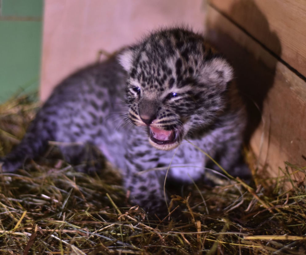 W Zoo Płock urodził się lampart perski! Na świecie jest ich tylko tysiąc
