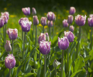 Tulipany strzępiaste