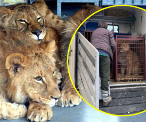 Poznańskie ZOO ratuje dzikie zwierzęta z Ukrainy
