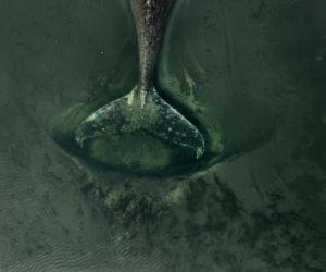 Humbak utknął u północnych wybrzeży Niemiec