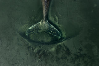 Humbak utknął u północnych wybrzeży Niemiec