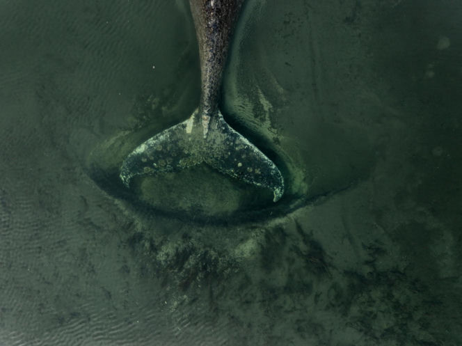Humbak utknął u północnych wybrzeży Niemiec