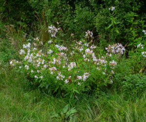 Mydlnica lekarska