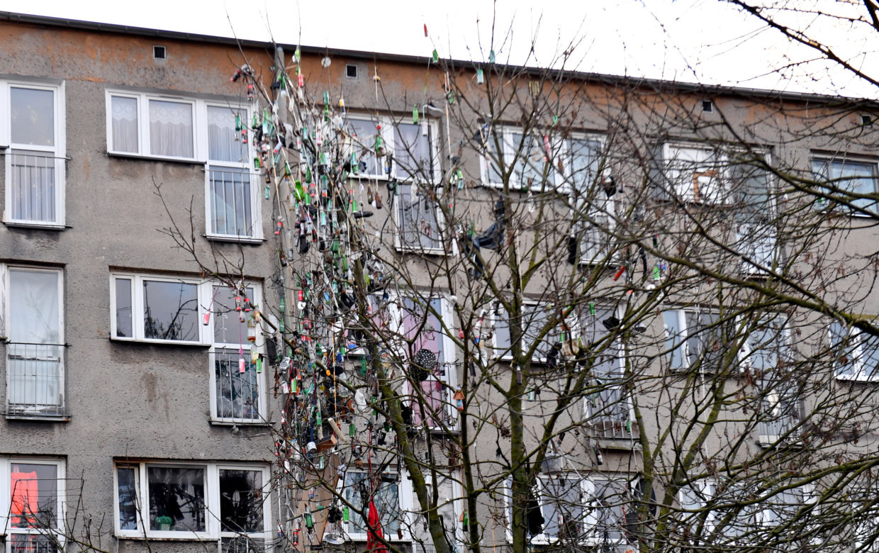 Szczecin: Drzewo śmietnik