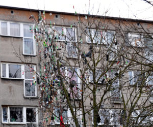 Szczecin: Drzewo śmietnik