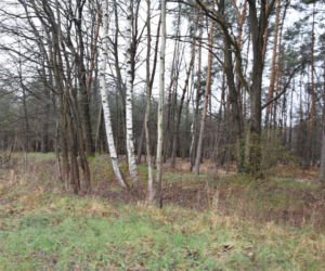 Dąbrówki. Nie żyje 17-letnia Paulina. Przeszliśmy drogę z miejsca imprezy do stawu, z którego wyłowiono ciało [ZDJĘCIA]