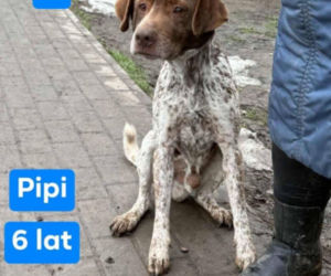 OTOZ Animals poszukuje domów dla psów