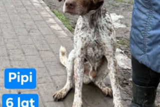 OTOZ Animals poszukuje domów dla psów