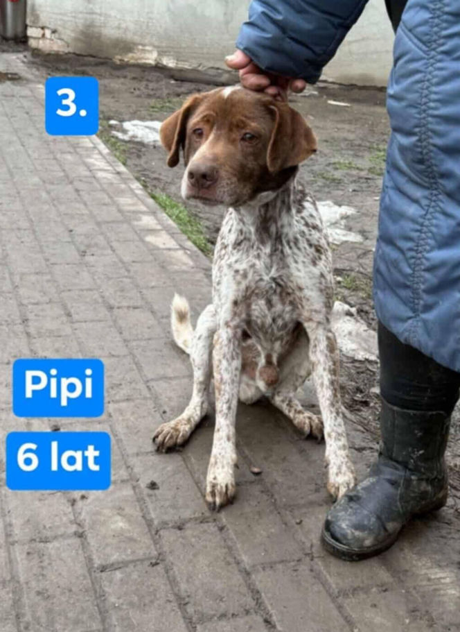 OTOZ Animals poszukuje domów dla psów