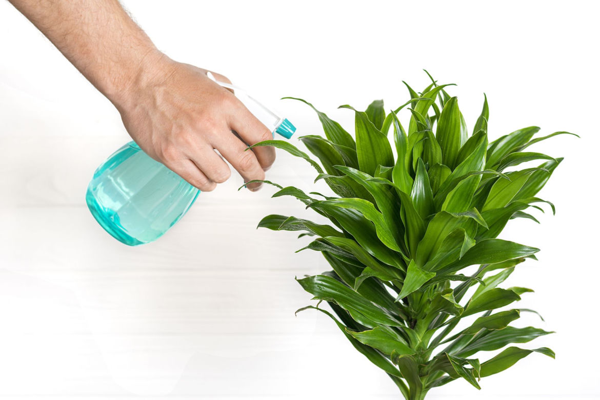 Dracena deremeńska